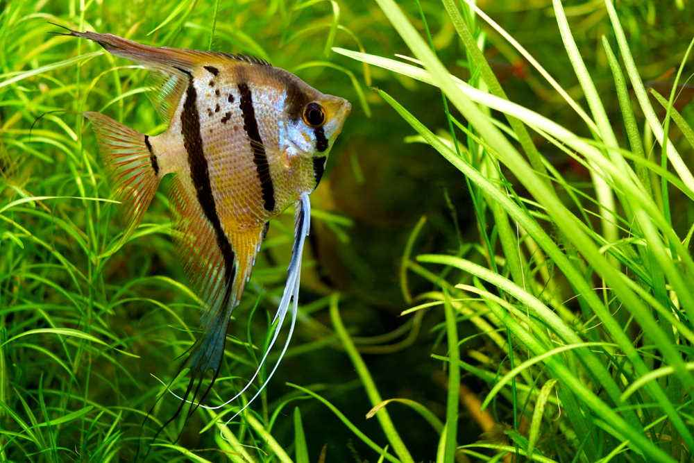 Angel Fish Names - Ponnusamy Karthik