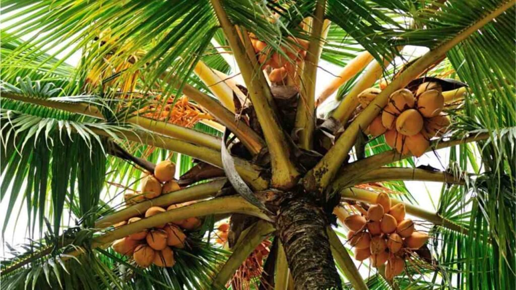 King Coconut - Ponnusamy Karthik