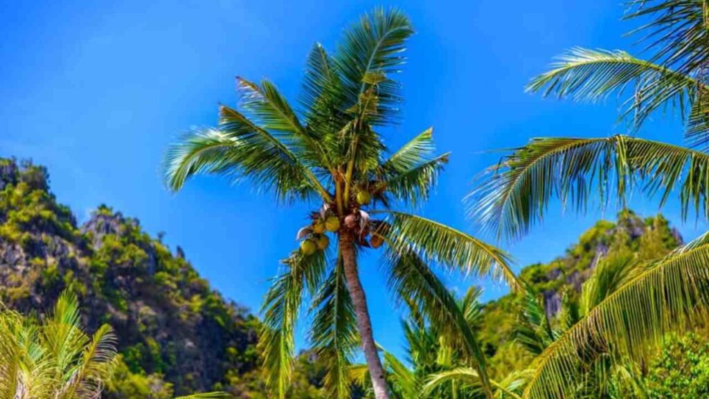East Coast Tall Coconut - Ponnusamy karthik