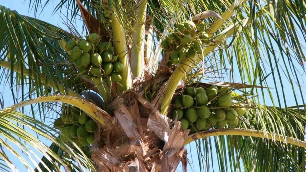 Panama Tall Coconut - Ponnusamy Karthik
