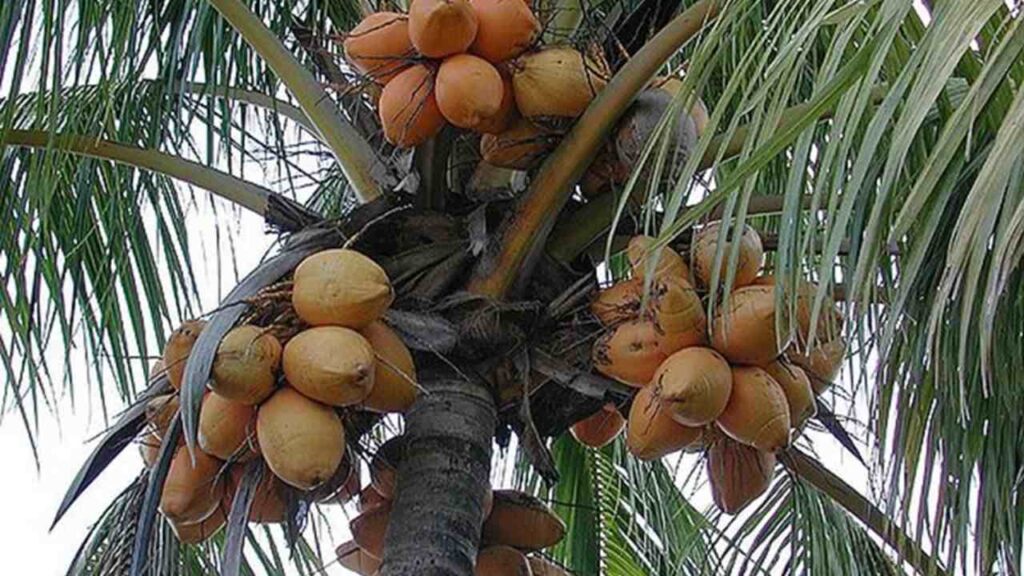Maypan Coconut - Ponnusamy Karthik