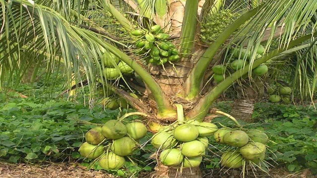 Green Dwarf Coconut - Ponnusamy Karthik