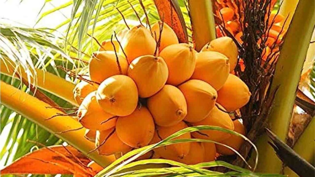 Orange Dwarf Coconut - Ponnusamy karthik