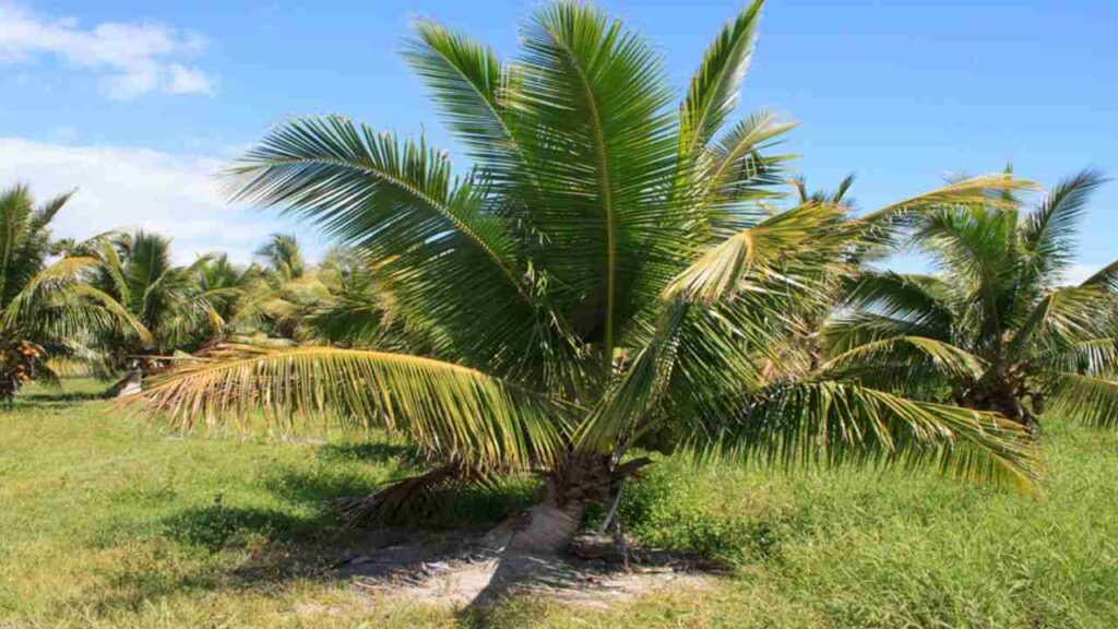 Fiji Dwarf Coconut - Ponnusamy Karthik