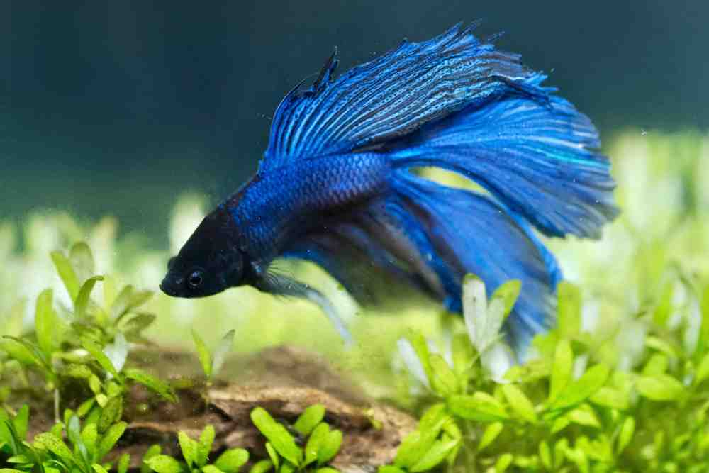 Blue Fish Names - Ponnusamy