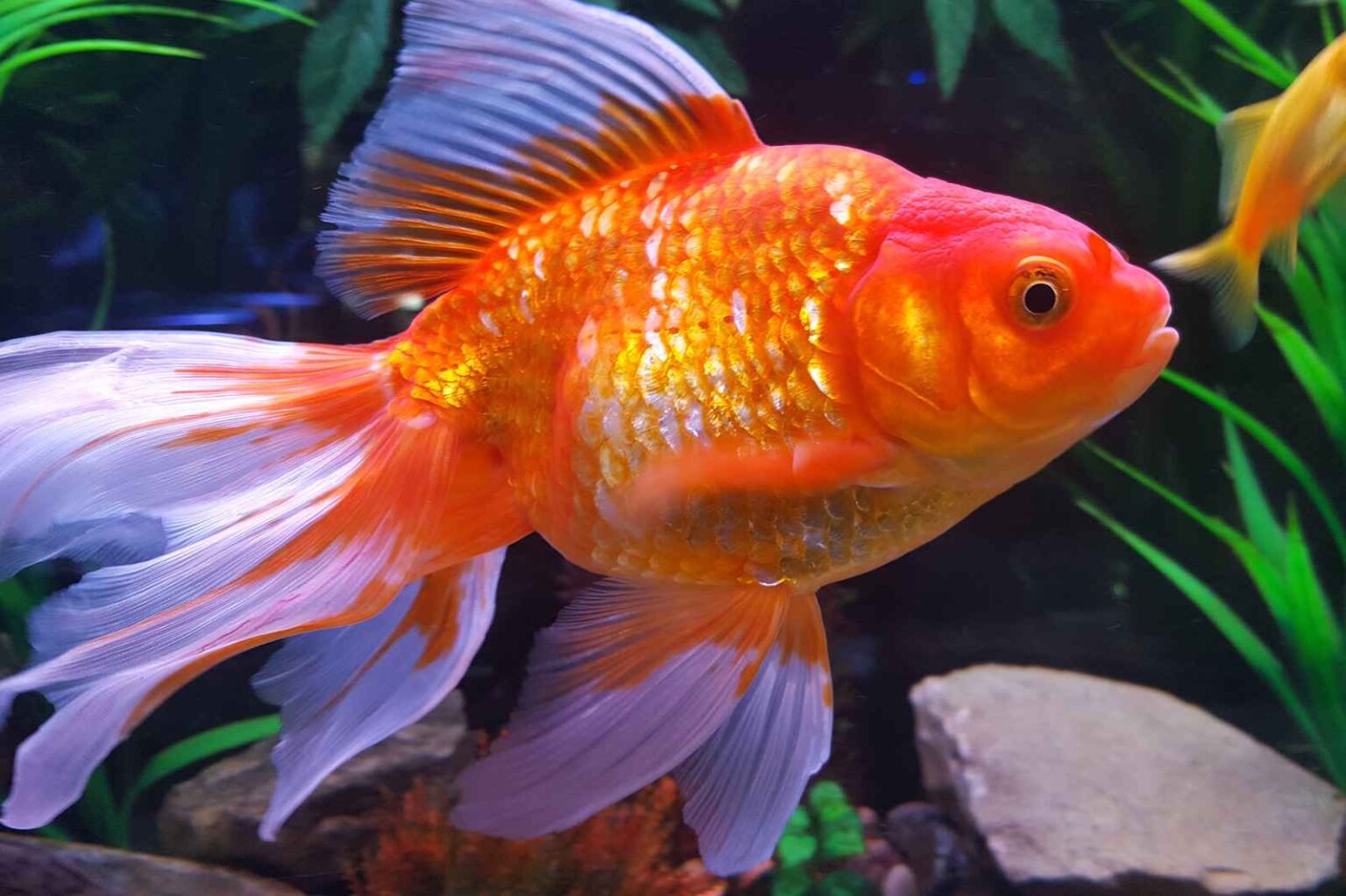 Golden Fish Names - Ponnusamy Karthik