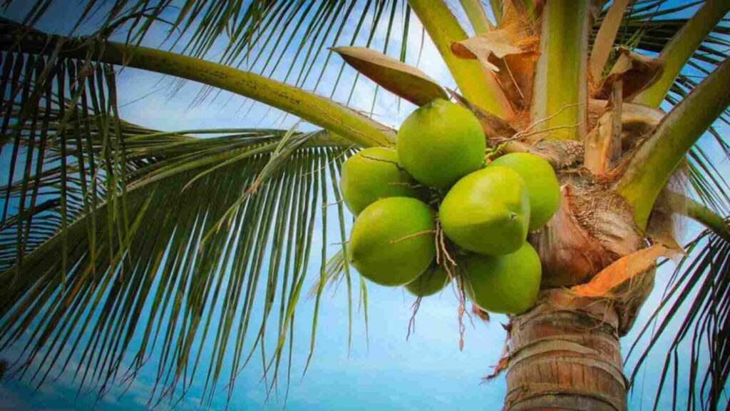 Coconut Fruit - Ponnusamy Karthik